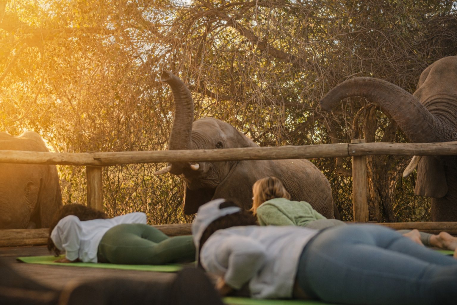 Yoga practice beside elephants in golden evening light